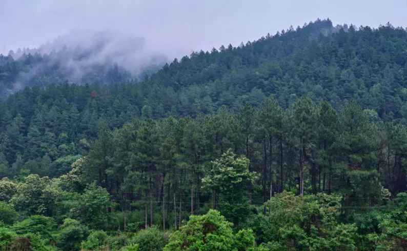 Wooded hills and historic fuel resources near Jingdezhen