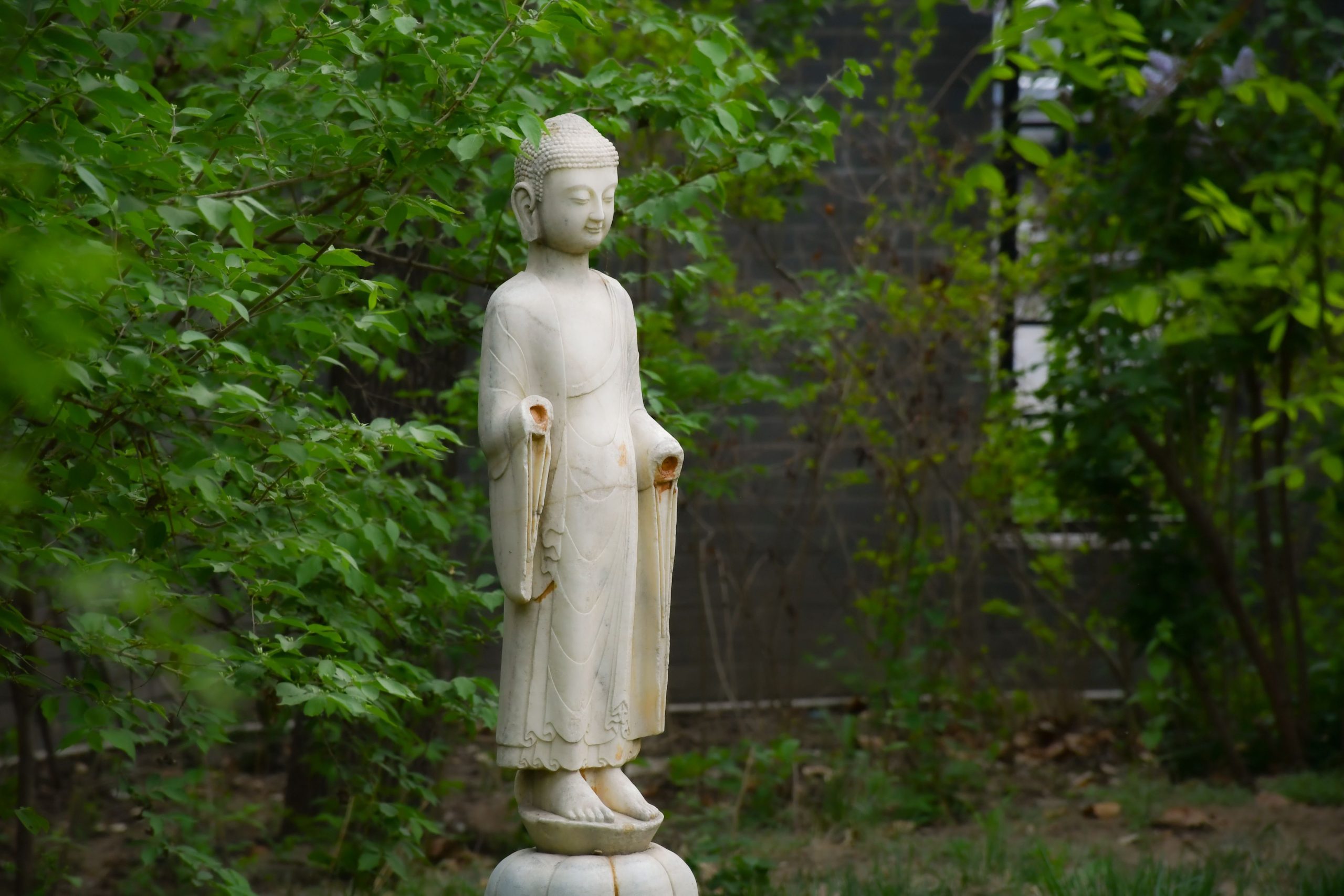 A white standing Buddha statue framed by green foliage
